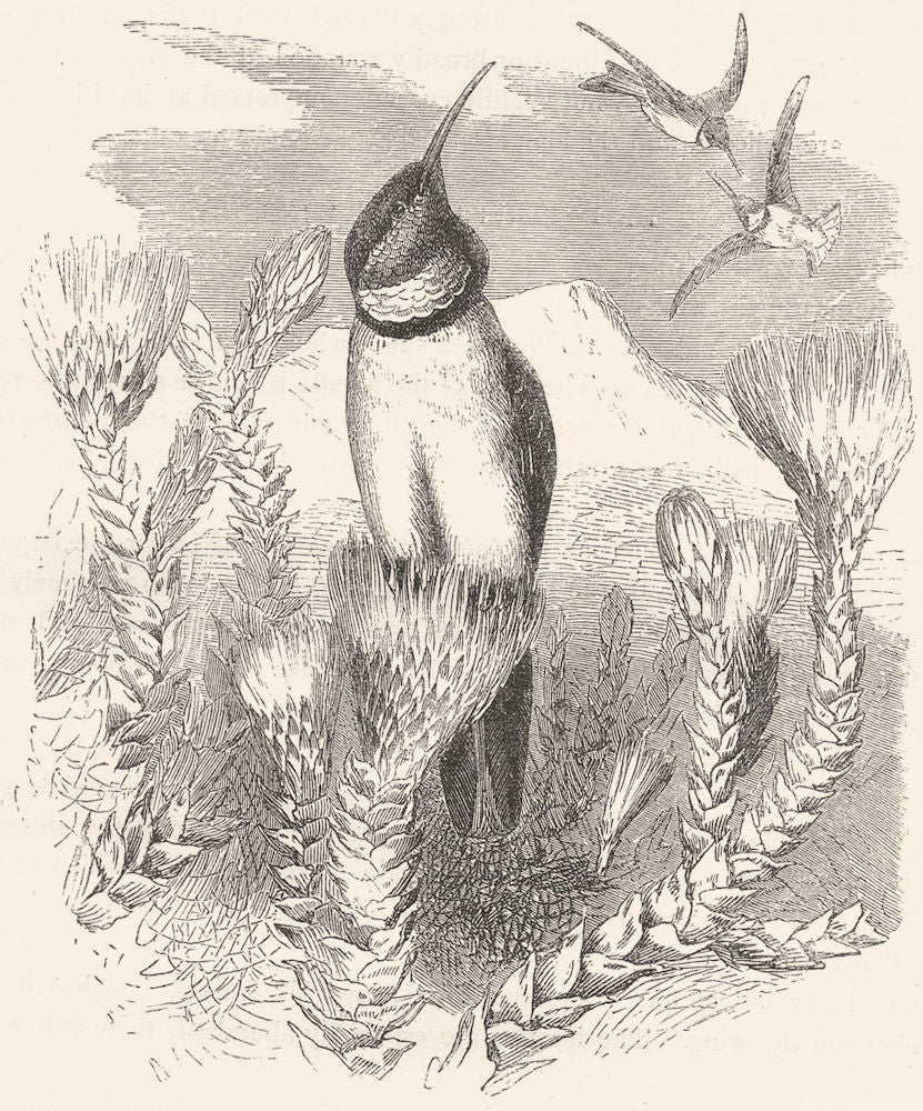 BIRDS. Searcher. Hummingbird. Chimborazian Hill-star c1870 old antique print